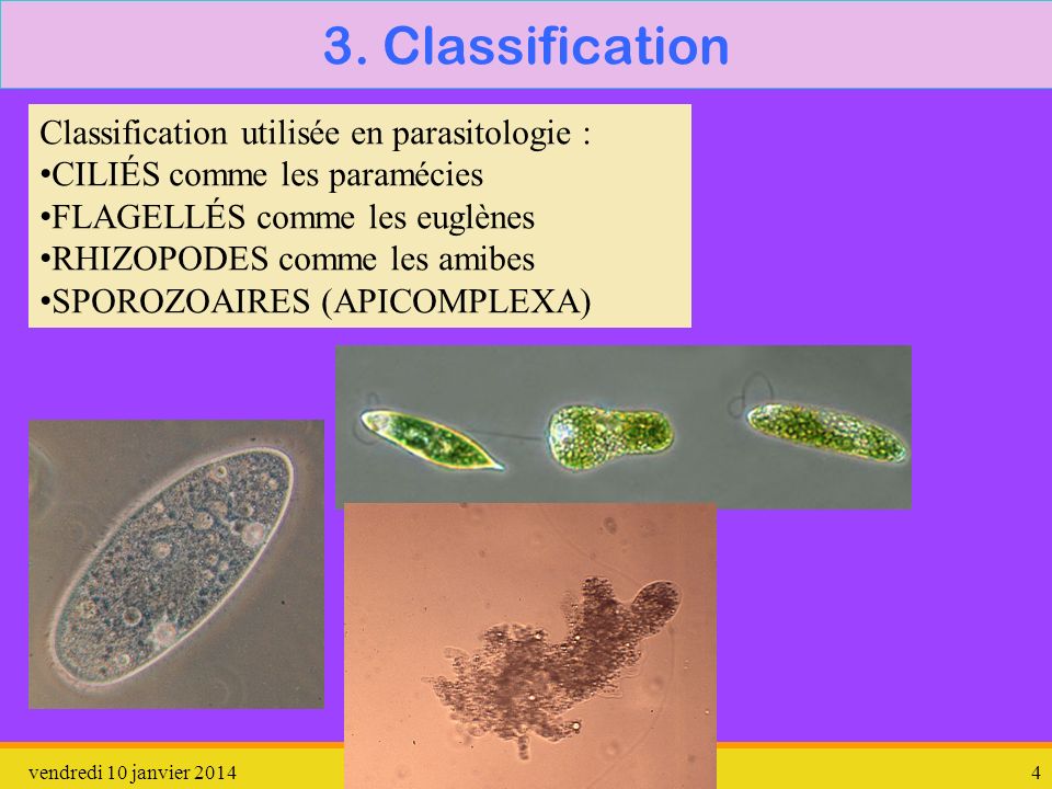 3. Classification Classification utilisée en parasitologie :