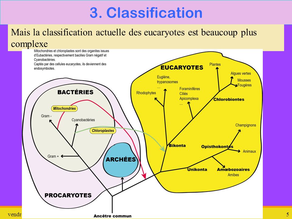 3. Classification Mais la classification actuelle des eucaryotes est beaucoup plus complexe. dimanche 26 mars