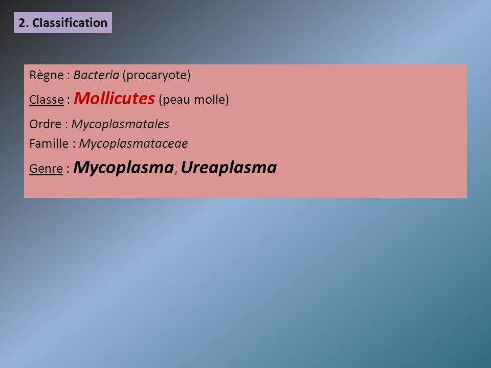 2. Classification Règne : Bacteria (procaryote) Classe : Mollicutes (peau molle) Ordre : Mycoplasmatales.