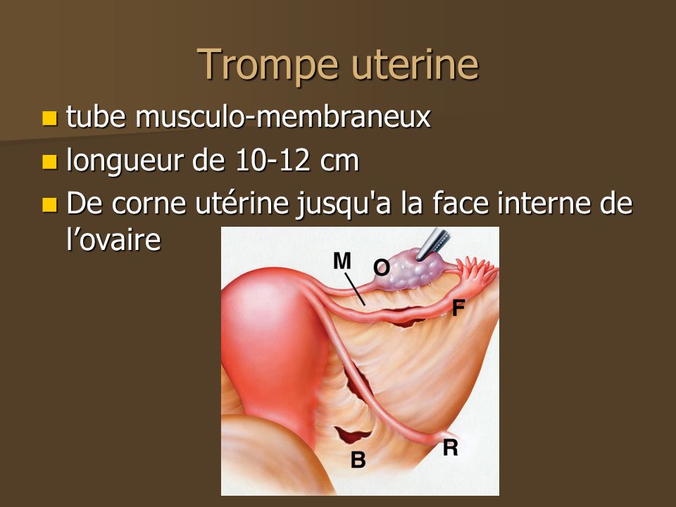 Trompe uterine tube musculo-membraneux longueur de cm