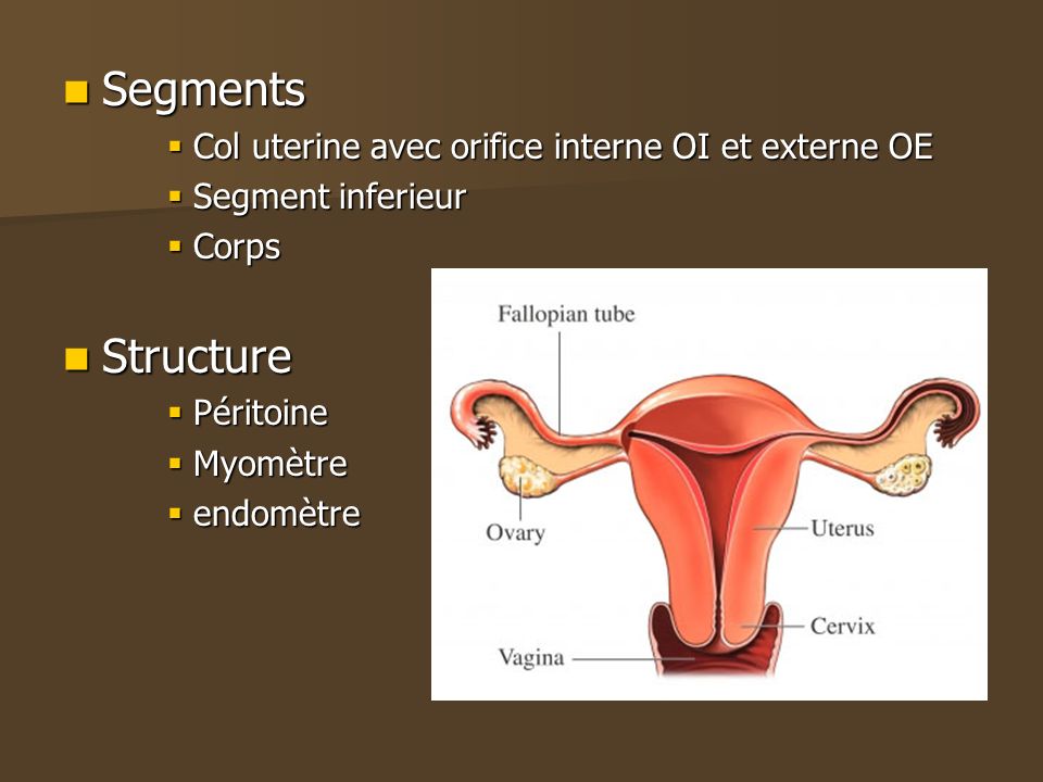 Segments Structure Col uterine avec orifice interne OI et externe OE