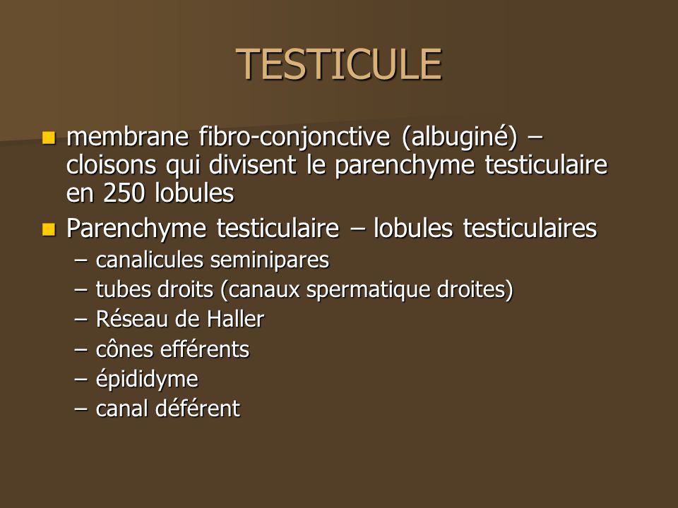 TESTICULE membrane fibro-conjonctive (albuginé) – cloisons qui divisent le parenchyme testiculaire en 250 lobules.