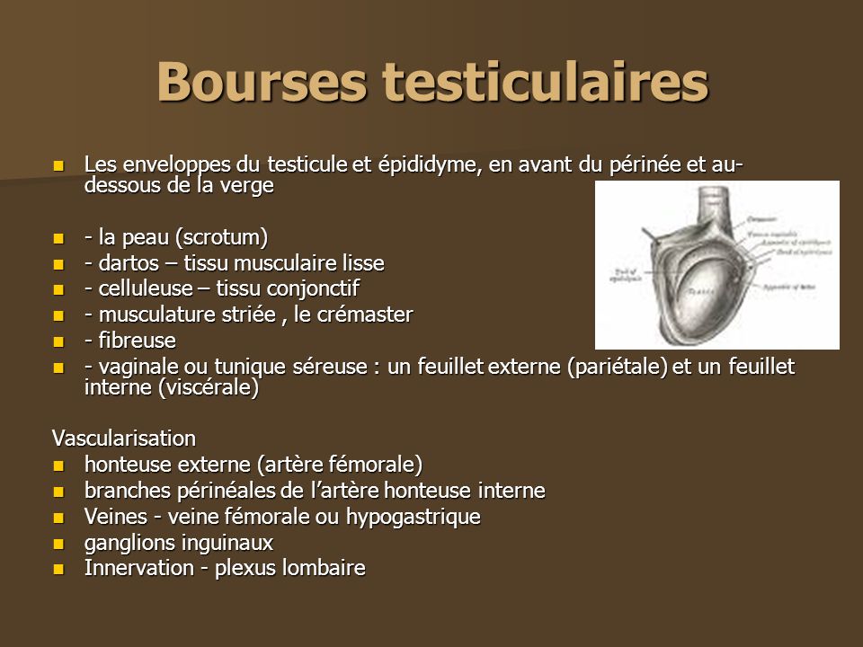 Bourses testiculaires