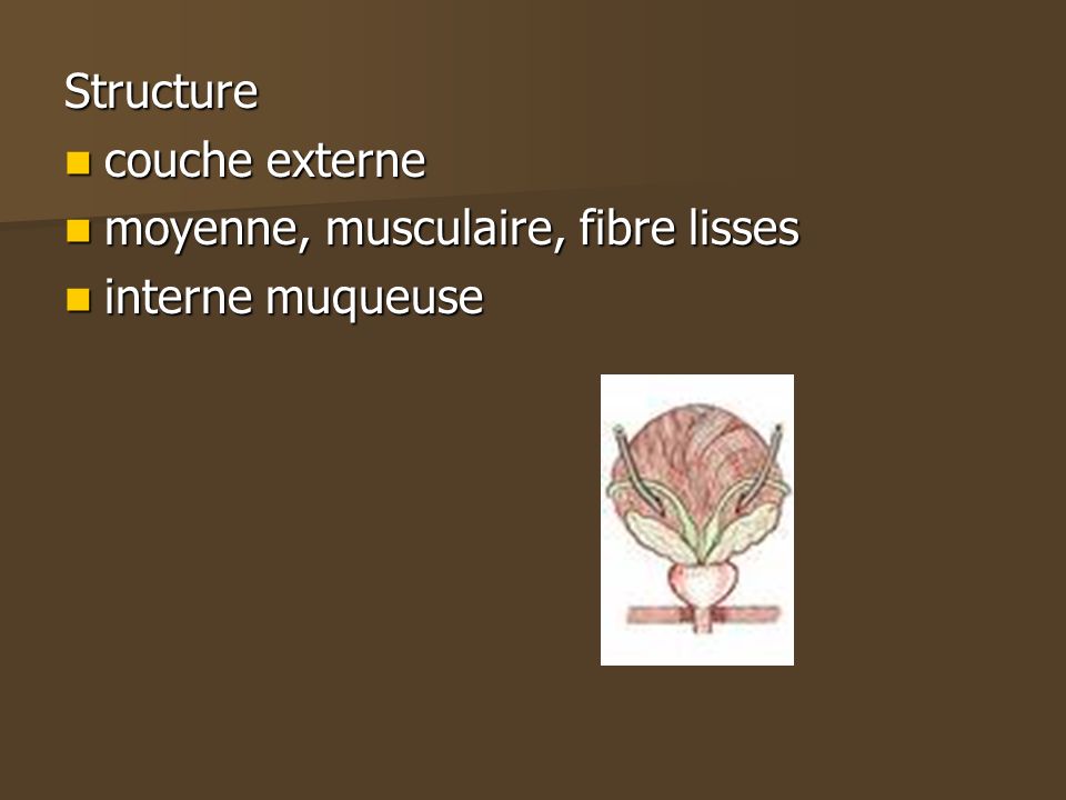 Structure couche externe moyenne, musculaire, fibre lisses interne muqueuse