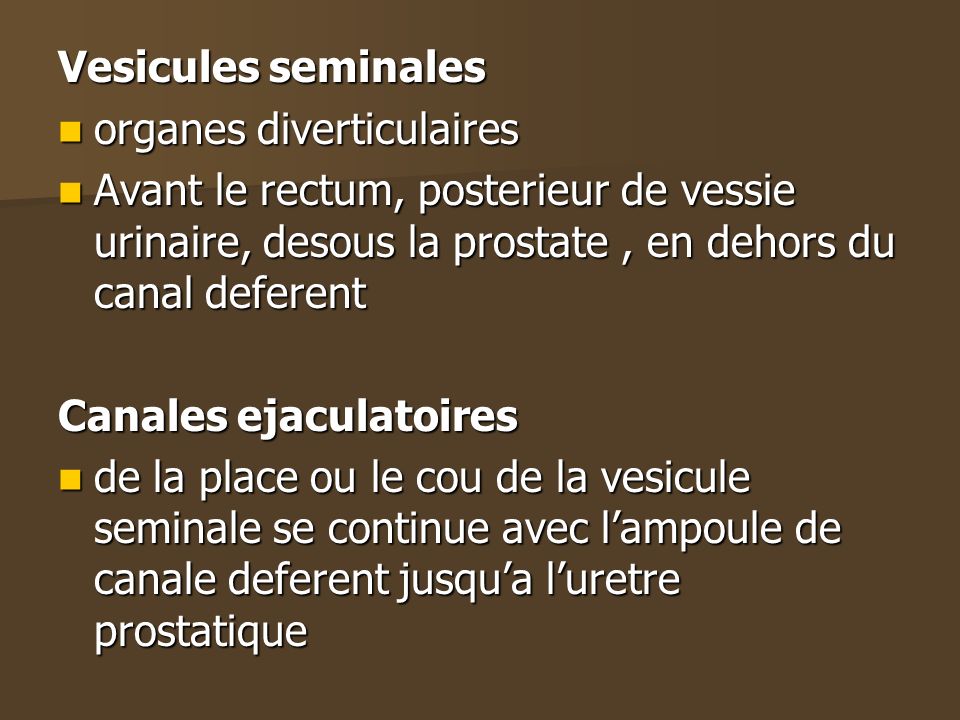 Vesicules seminales organes diverticulaires. Avant le rectum, posterieur de vessie urinaire, desous la prostate , en dehors du canal deferent.