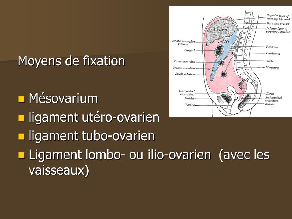 Moyens de fixation Mésovarium. ligament utéro-ovarien.