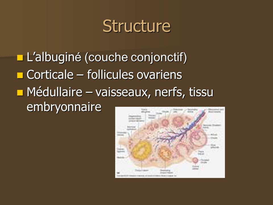 Structure L’albuginé (couche conjonctif)