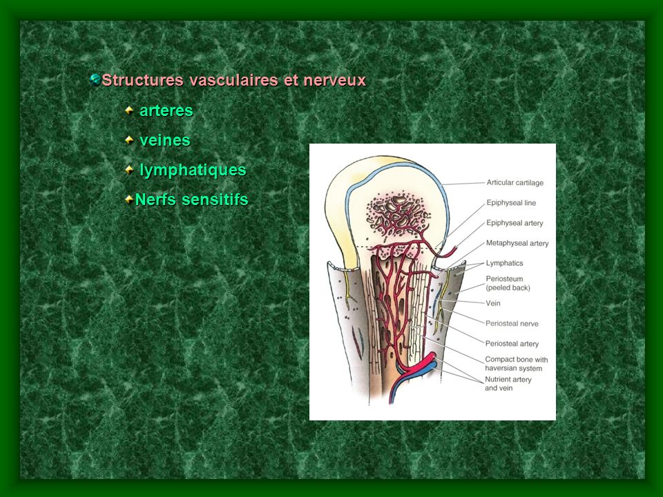 Structures vasculaires et nerveux