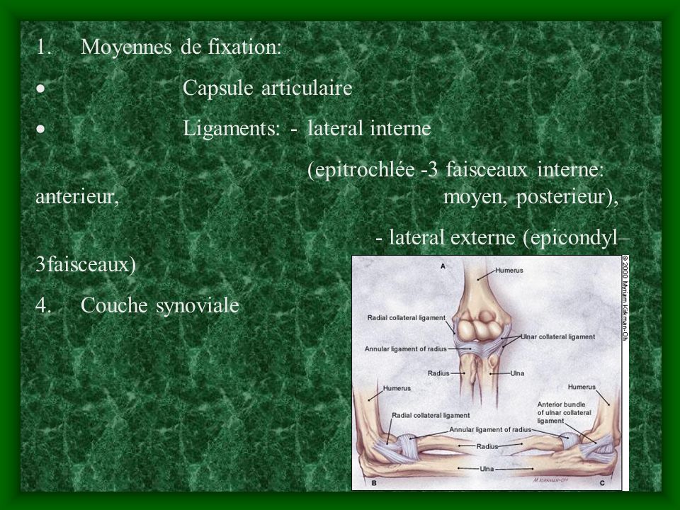 1. Moyennes de fixation: · Capsule articulaire. · Ligaments: - lateral interne.