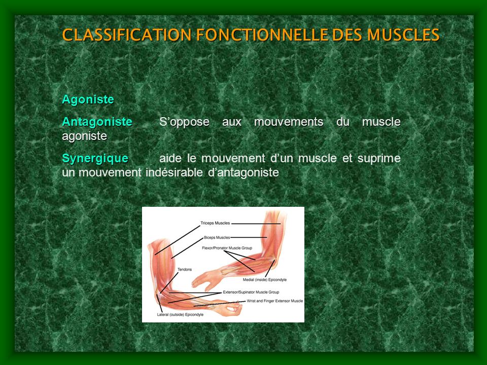 CLASSIFICATION FONCTIONNELLE DES MUSCLES