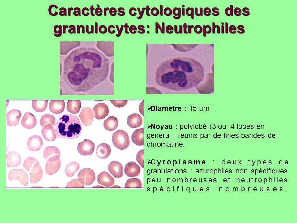 Caractères cytologiques des granulocytes: Neutrophiles