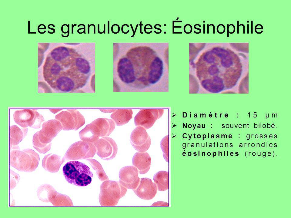 Les granulocytes: Éosinophile