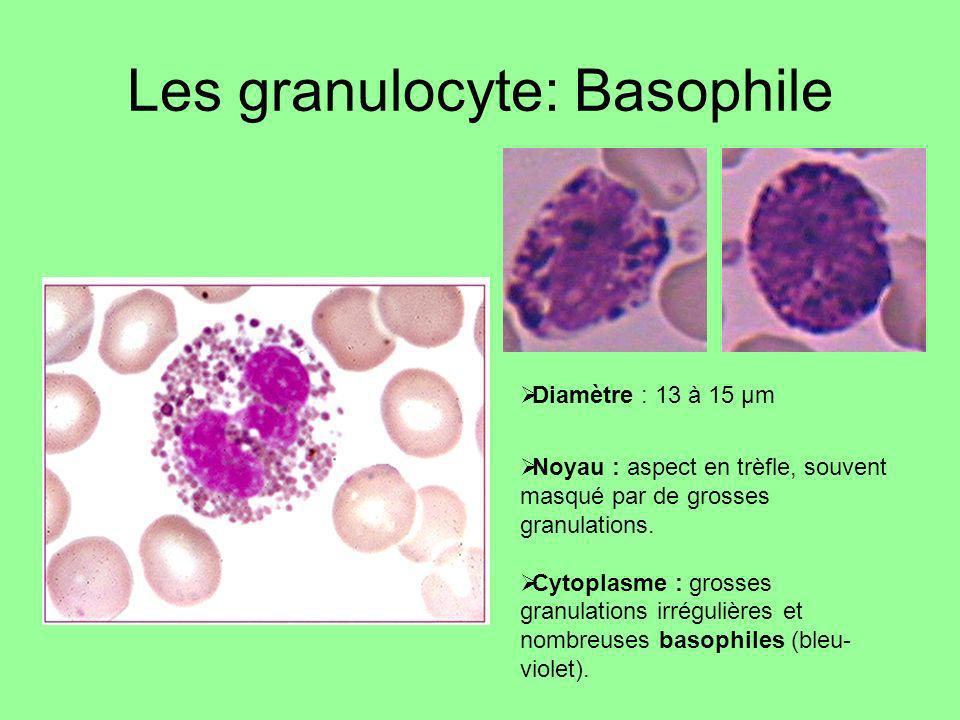 Les granulocyte: Basophile