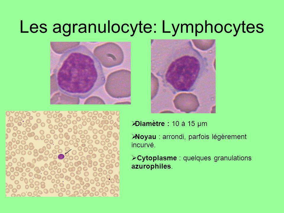 Les agranulocyte: Lymphocytes