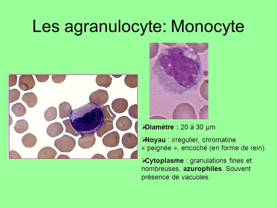 Les agranulocyte: Monocyte