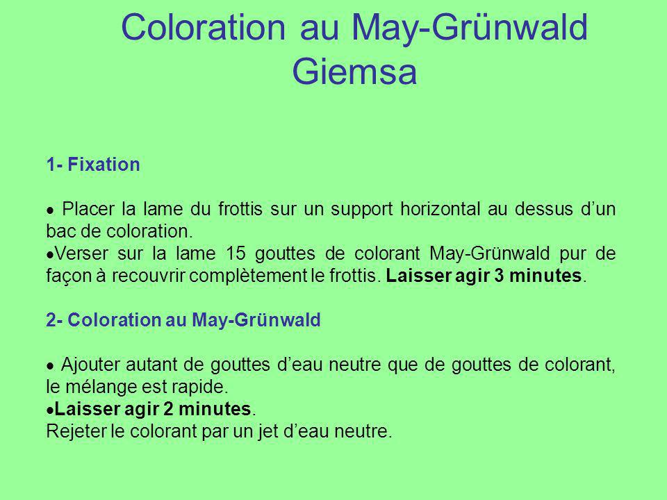 Coloration au May-Grünwald Giemsa
