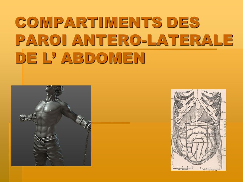 COMPARTIMENTS DES PAROI ANTERO-LATERALE DE L’ ABDOMEN