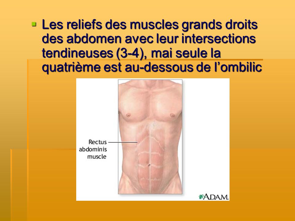 Les reliefs des muscles grands droits des abdomen avec leur intersections tendineuses (3-4), mai seule la quatrième est au-dessous de l’ombilic