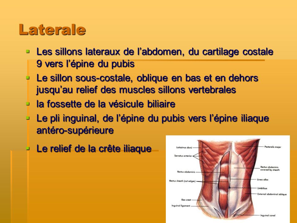 Laterale Les sillons lateraux de l’abdomen, du cartilage costale 9 vers l’épine du pubis.