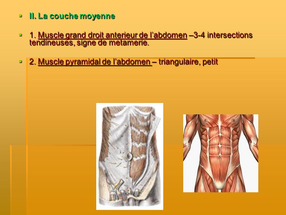 II. La couche moyenne 1. Muscle grand droit anterieur de l’abdomen –3-4 intersections tendineuses, signe de metamerie.