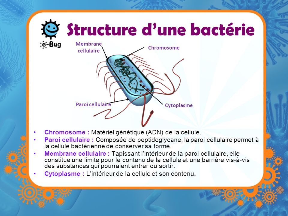 Structure d’une bactérie
