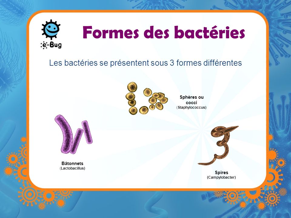 Les bactéries se présentent sous 3 formes différentes
