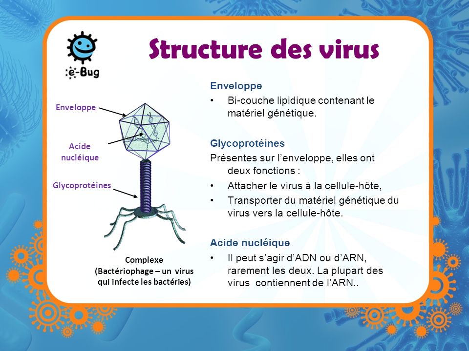 (Bactériophage – un virus qui infecte les bactéries)