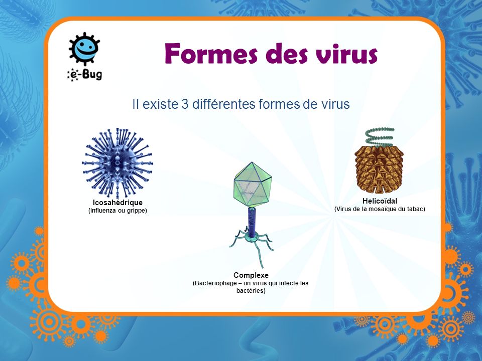 Formes des virus Il existe 3 différentes formes de virus Helicoïdal
