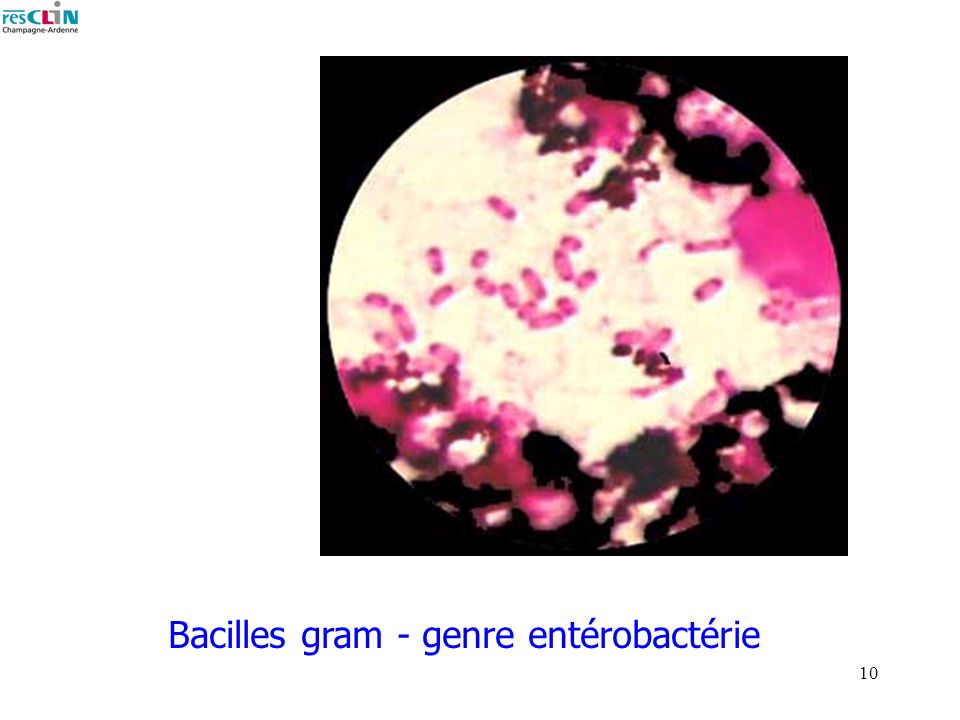Bacilles gram - genre entérobactérie