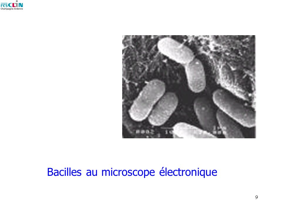 Bacilles au microscope électronique