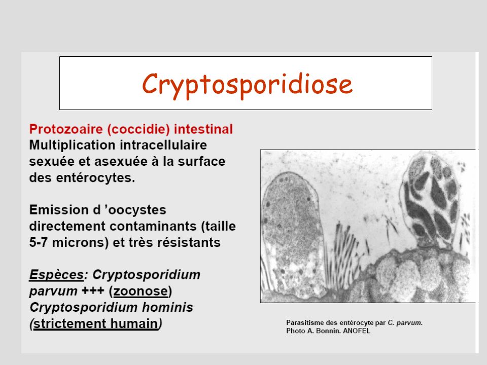 Cryptosporidiose