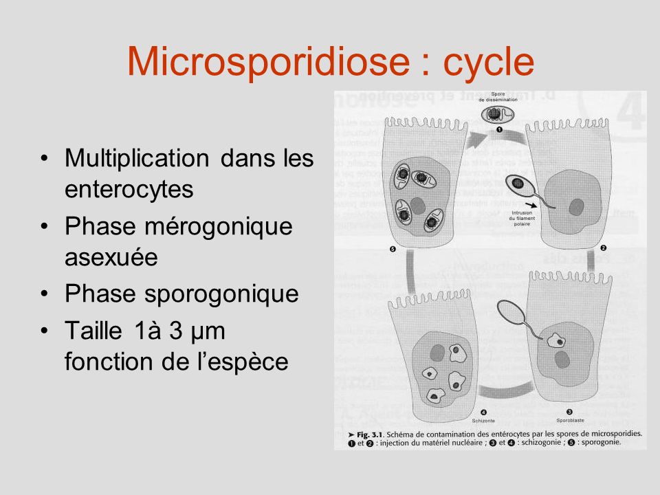 Microsporidiose : cycle