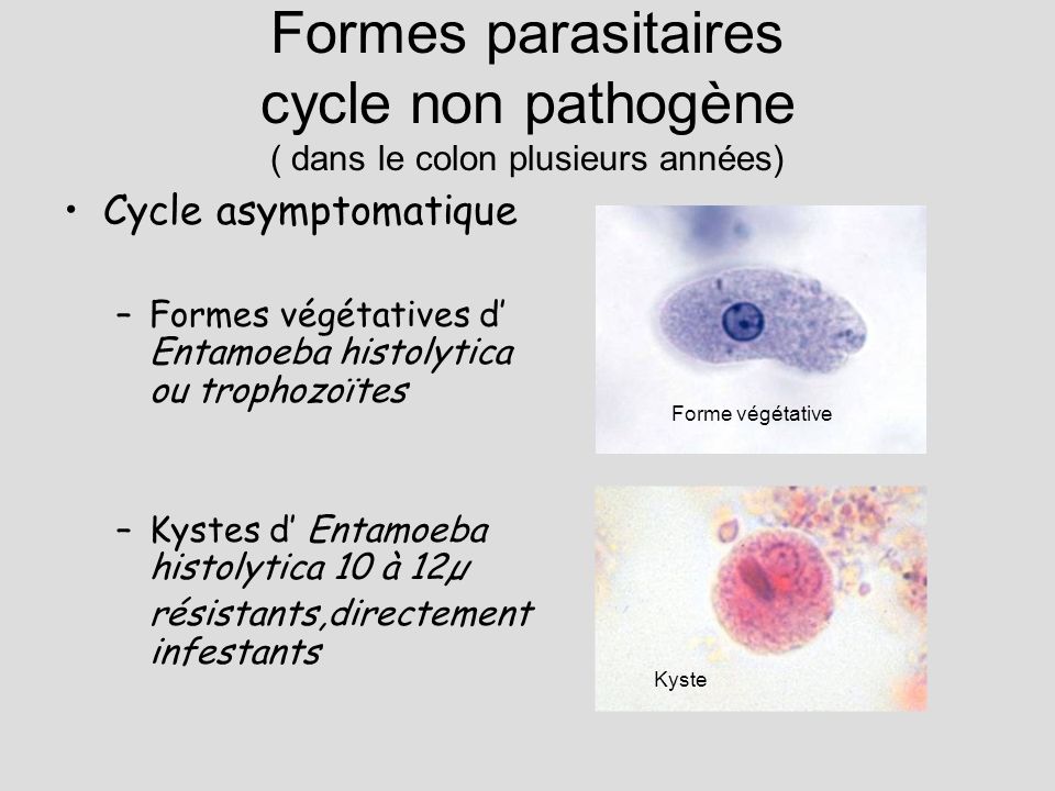Formes parasitaires cycle non pathogène ( dans le colon plusieurs années)
