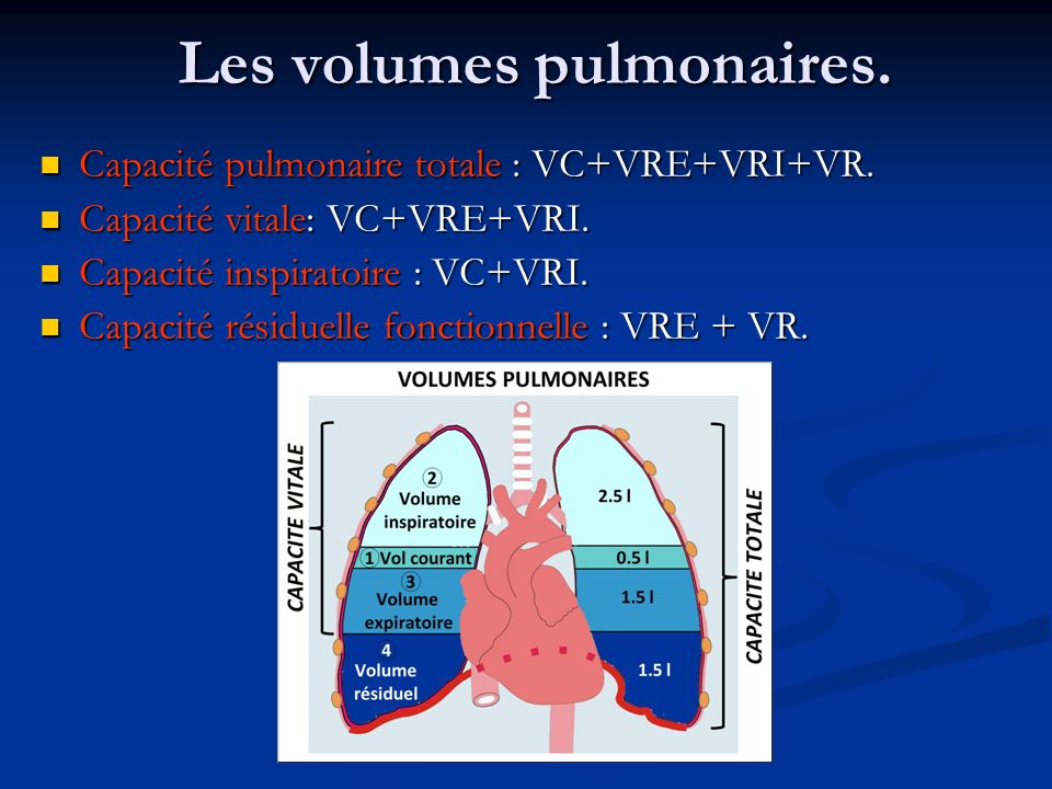 Les volumes pulmonaires.
