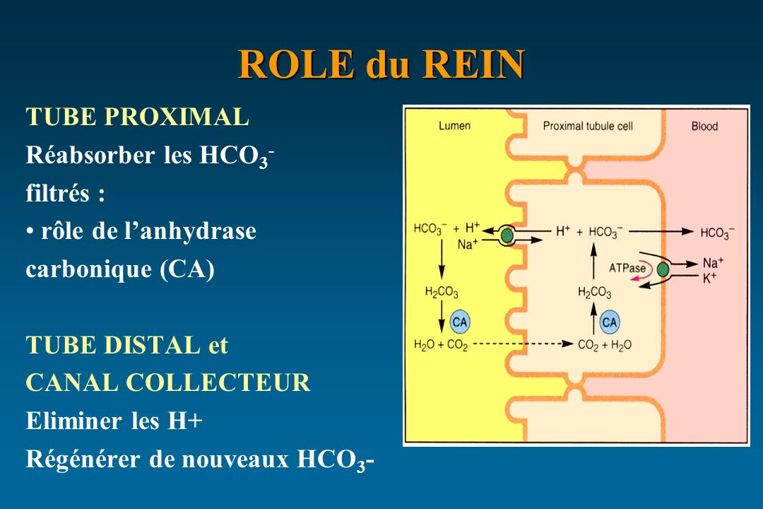 ROLE du REIN TUBE PROXIMAL Réabsorber les HCO3- filtrés :
