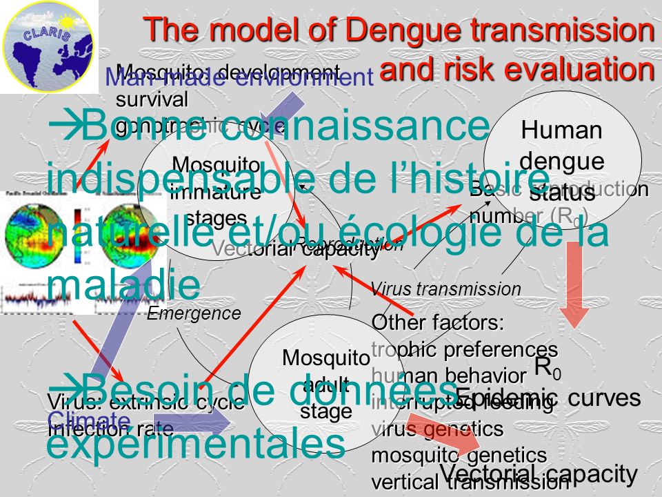 Mosquito immature stages
