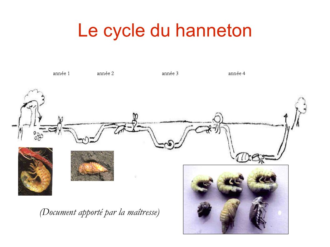 Le cycle du hanneton (Document apporté par la maîtresse)