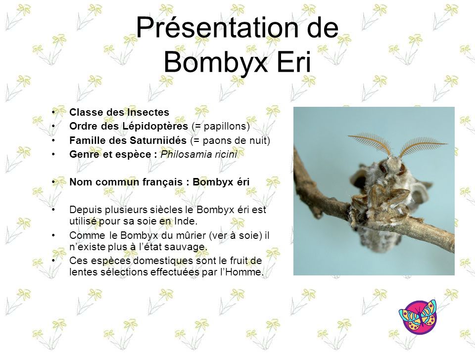 Présentation de Bombyx Eri