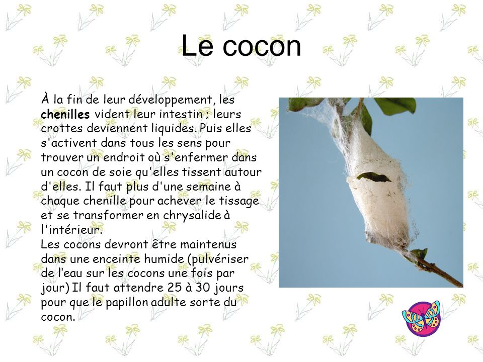 Le cocon