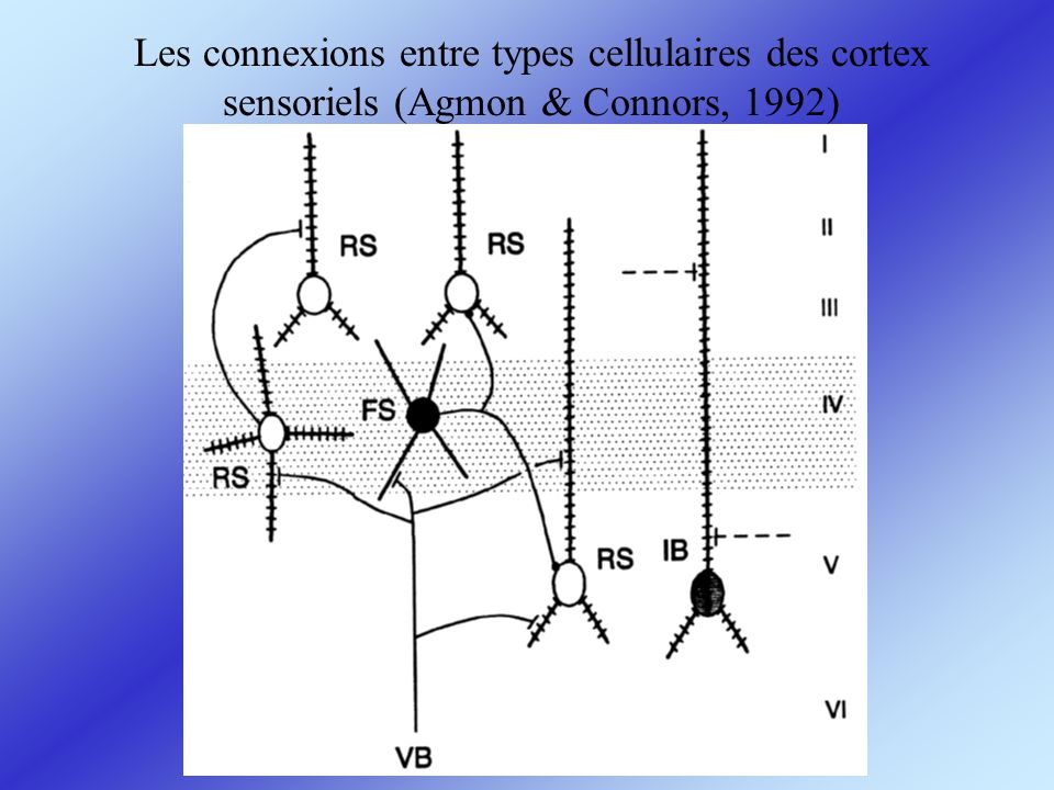 Les connexions entre types cellulaires des cortex sensoriels (Agmon & Connors, 1992)