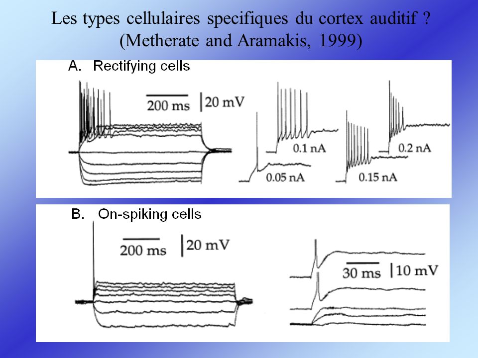 Les types cellulaires specifiques du cortex auditif