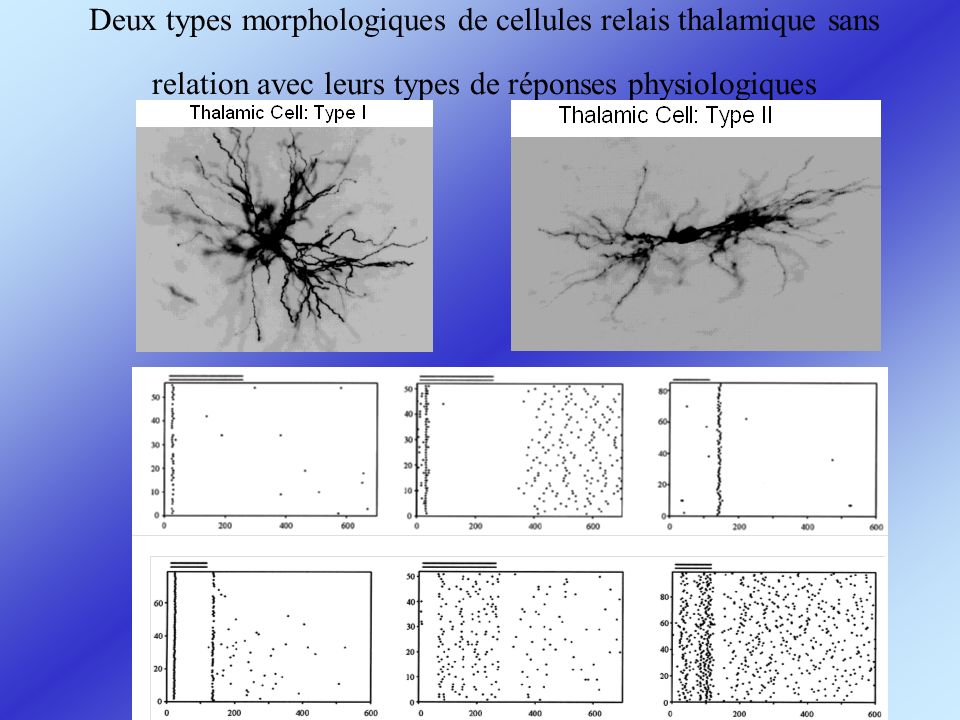 Deux types morphologiques de cellules relais thalamique sans relation avec leurs types de réponses physiologiques