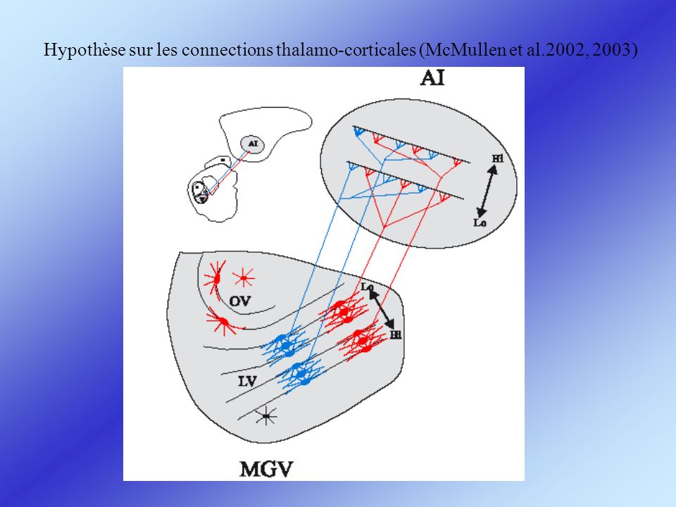 Hypothèse sur les connections thalamo-corticales (McMullen et al