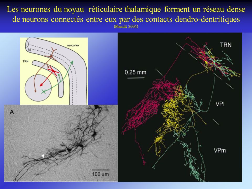 Les neurones du noyau réticulaire thalamique forment un réseau dense de neurons connectés entre eux par des contacts dendro-dentritiques (Pinault 2004)
