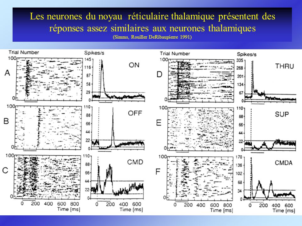 Les neurones du noyau réticulaire thalamique présentent des réponses assez similaires aux neurones thalamiques (Simms, Rouiller DeRibaupierre 1991)