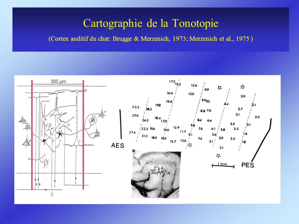 Cartographie de la Tonotopie (Cortex auditif du chat: Brugge & Merzenich, 1973; Merzenich et al., 1975 )