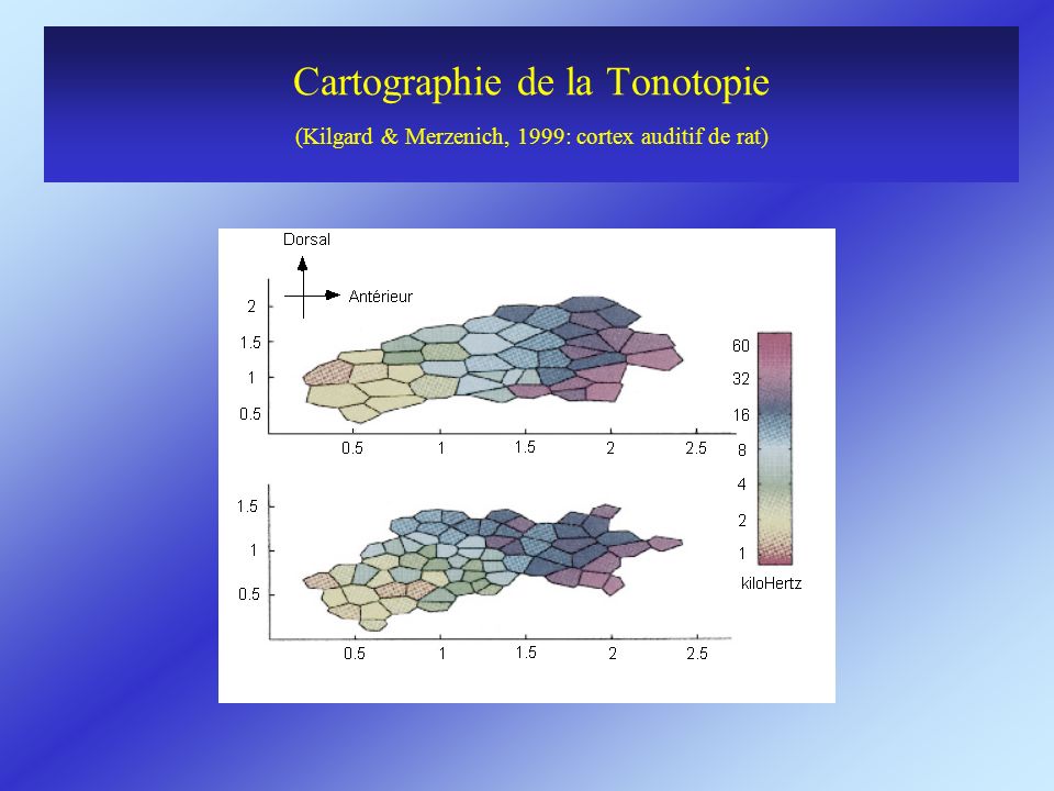Cartographie de la Tonotopie (Kilgard & Merzenich, 1999: cortex auditif de rat)