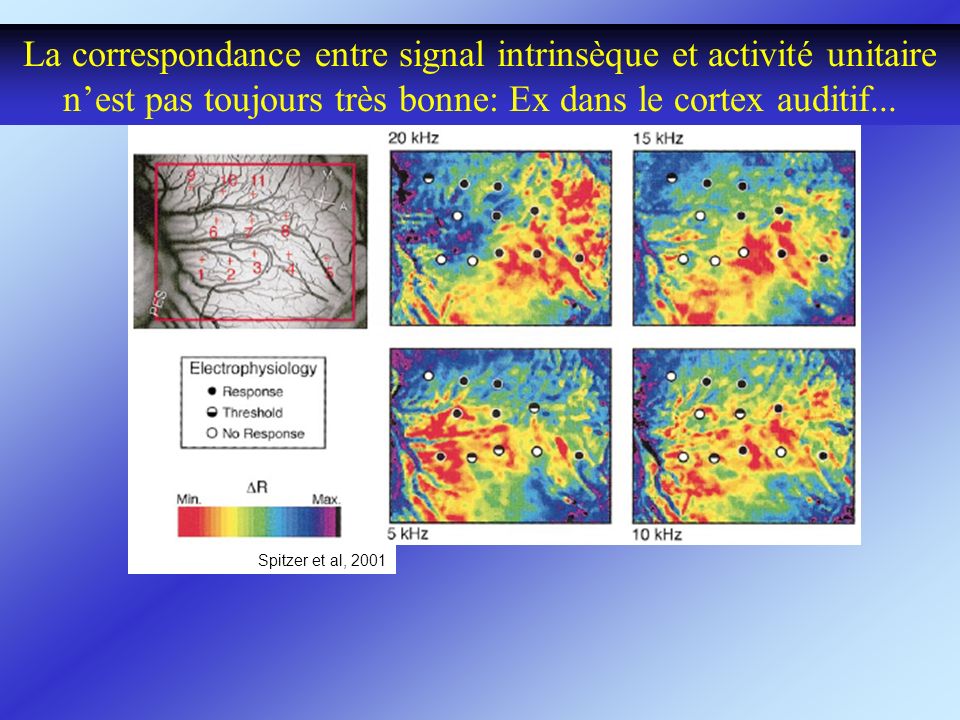 La correspondance entre signal intrinsèque et activité unitaire n’est pas toujours très bonne: Ex dans le cortex auditif...