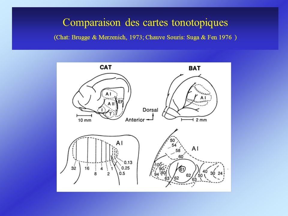Comparaison des cartes tonotopiques (Chat: Brugge & Merzenich, 1973; Chauve Souris: Suga & Fen 1976 )