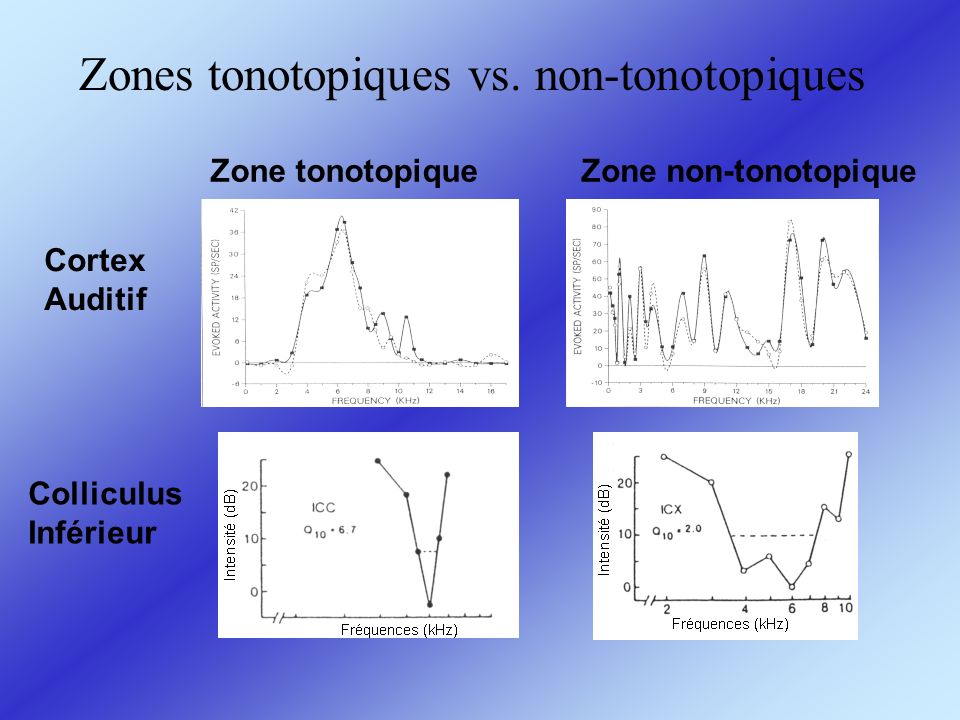 Zones tonotopiques vs. non-tonotopiques